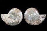 Bargain, Cut & Polished Ammonite Fossil - Agatized #73962-1